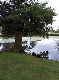 Trees on field by lake in forest