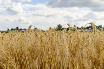 Close-up of wheat field against sky