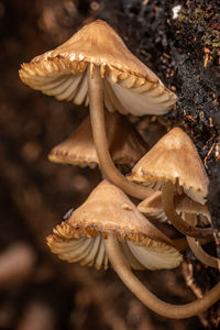 mushroom