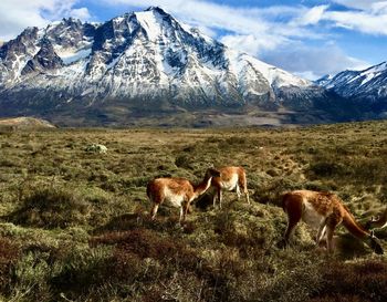 Lama on field in front a snow capped mountain in torres del paine 