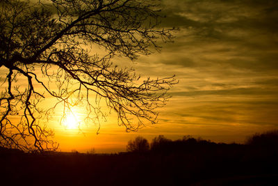 Silhouette of tree at sunset