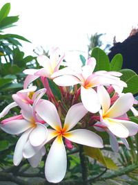 Close-up of white flowering plant