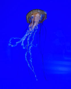 Close-up of jellyfish swimming in sea