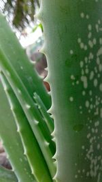 Close-up of fresh cactus plant