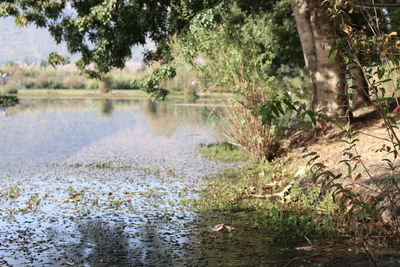 Scenic view of lake