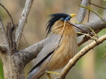 Close-up of bird perching on tree