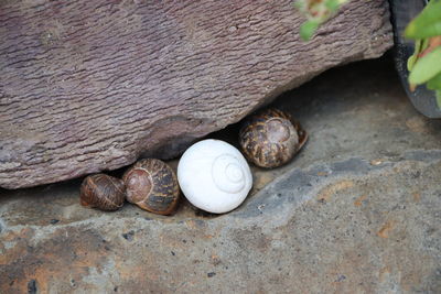 High angle view of snail on rock