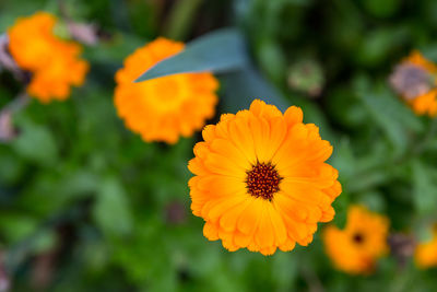 Close-up of yellow flower