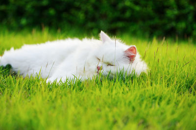 White cat on grass field