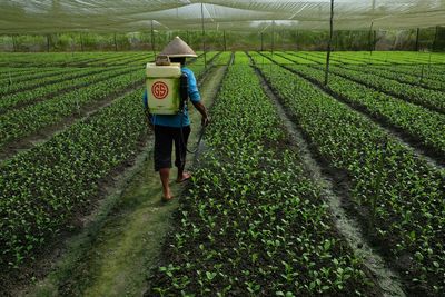 Man working at farm