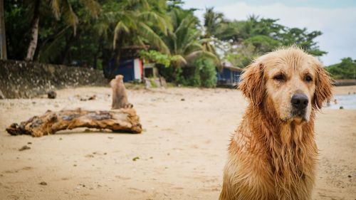 Portrait of golden retriever relaxing on land