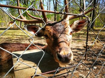 Portrait of horse on fence