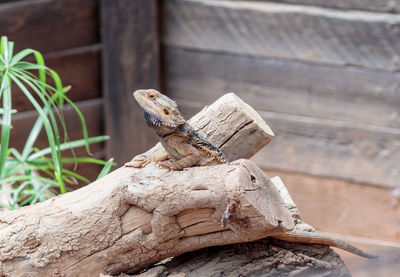 Close-up of lizard on tree stump