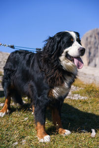 Dog looking away on field