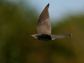 Close-up of eagle flying