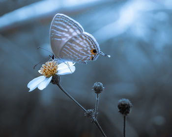 Close-up of butterfly pollinating on flower