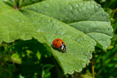 Red ladybug on leaf during sunny day