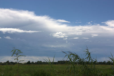 Scenic view of field against clear sky