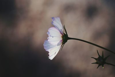 Close-up of blue flower