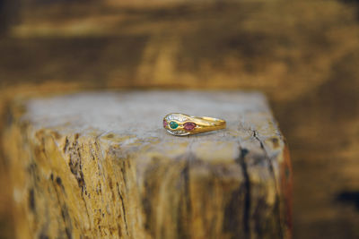 Close-up of frog on rock