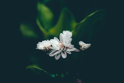 Close-up of white flowering plant