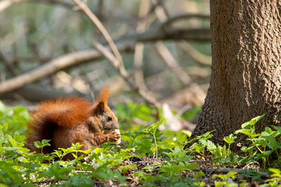 Close-up of squirrel on tree trunk
