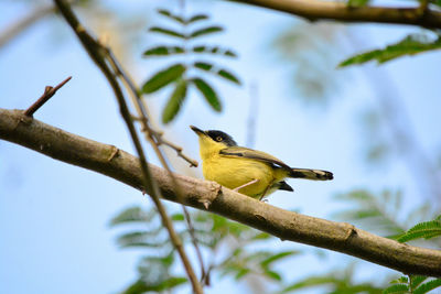 Close-up of bird perching on tree