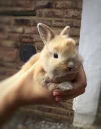 Close-up of hand holding cat