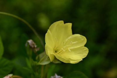 Close-up of yellow flowering plant