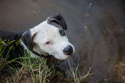 High angle view of dog looking away