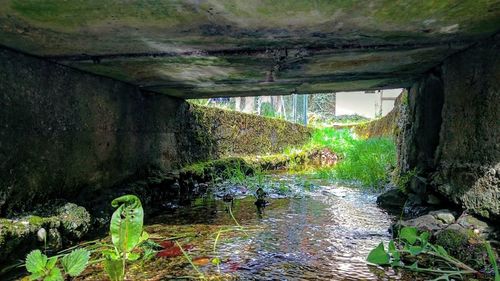 Stream flowing through a forest