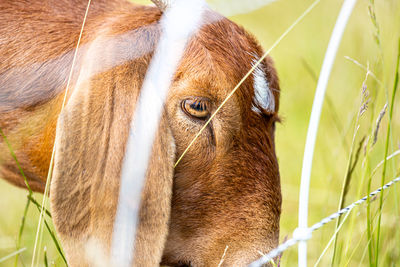 animal themes