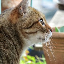 Close-up of cat