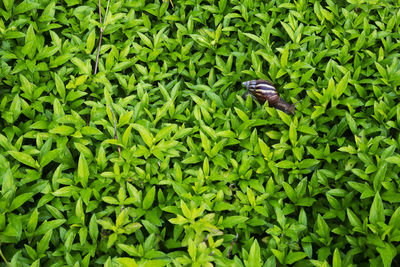 High angle view of insect on green plants