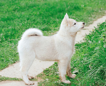 A small puppy of a hunting west siberian husky stands on the path. cute pet dog.