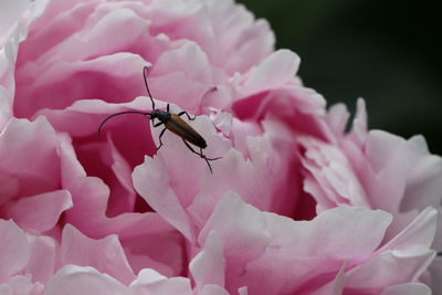 Close-up of insect on pink flowers