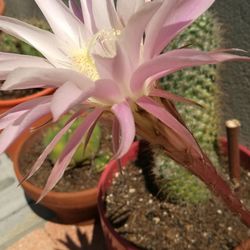 Close-up of pink flower pot