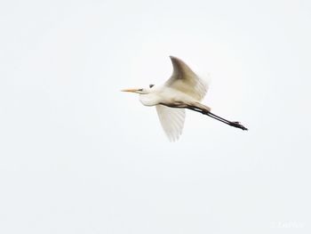 Low angle view of seagull flying in sky