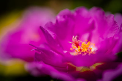Close-up of pink flower blooming outdoors