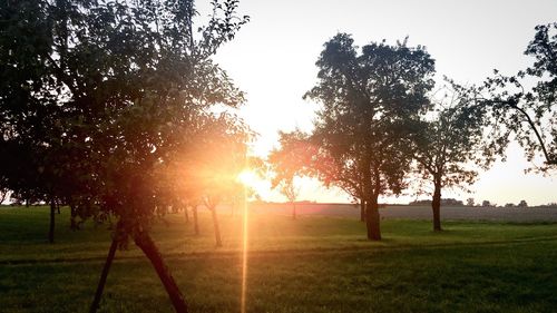 Trees on field against sky at sunset
