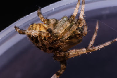 Close-up of spider