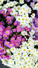 Full frame shot of colorful flowers