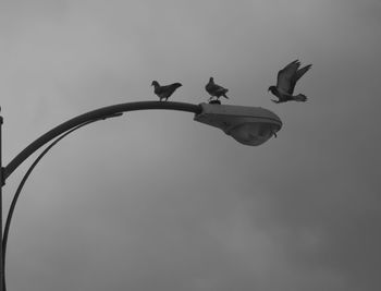 Low angle view of birds perching on tree