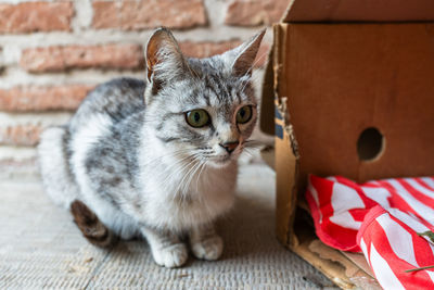 pet