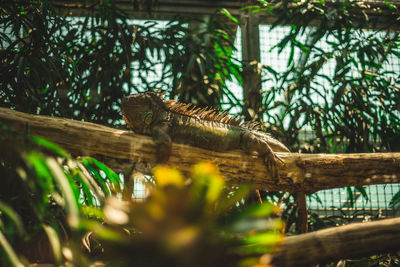 View of lizard on tree