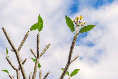 Low angle view of plant against sky