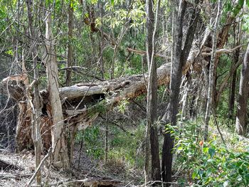 Trees growing in forest