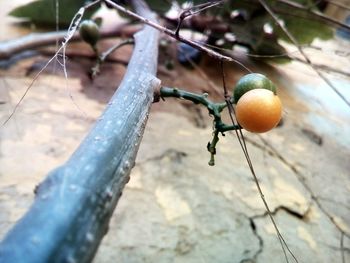 Close-up of fruits on branch