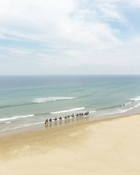 High angle view of camels at beach against sky