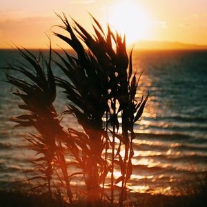 Silhouette plants by sea against sky during sunset